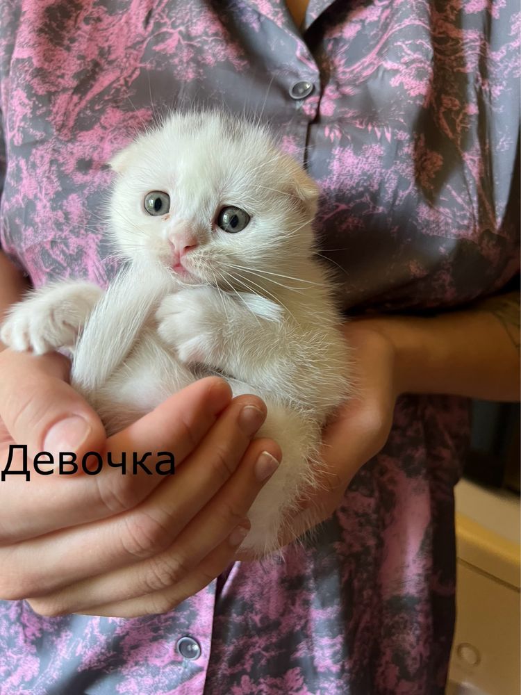 Персидские котята
