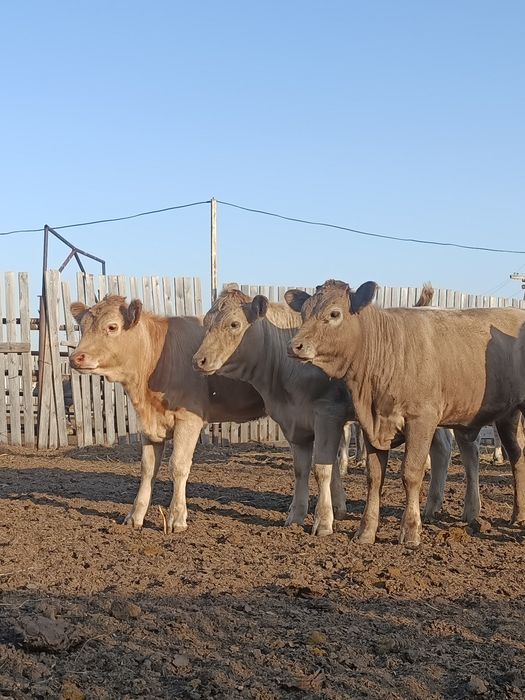 Ұрғашы баспақ сатылады 45 бас.
Ұрғашы баспақ сатылады. 45