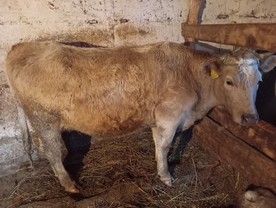 Тёлку продам стельная