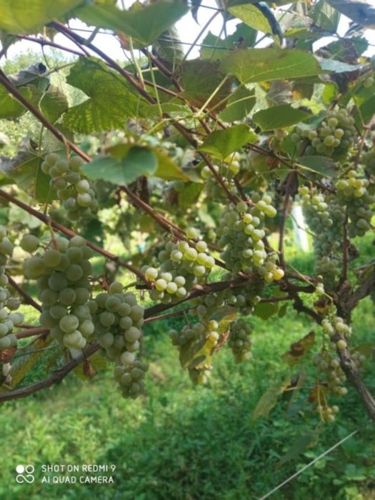 Butași viță de vie.Hibrid