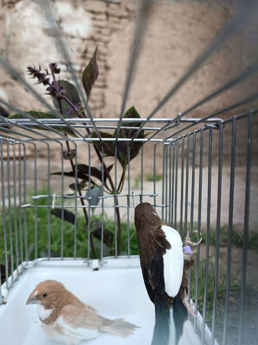 Amadinka yapon parala