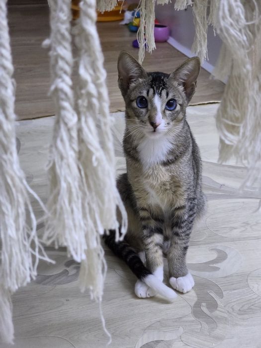 Котёнок фенотип ориентала