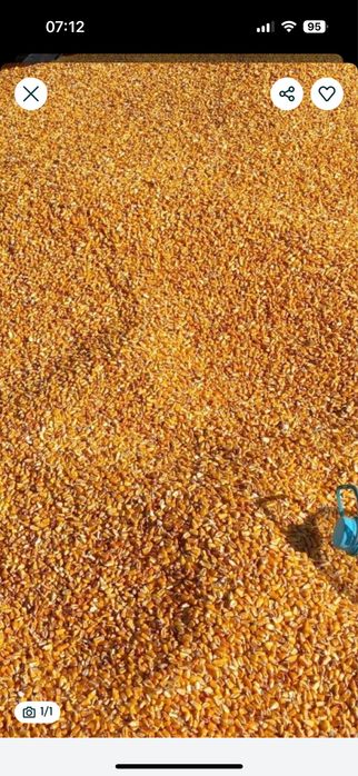 Vand porumb ,recolta 2025!