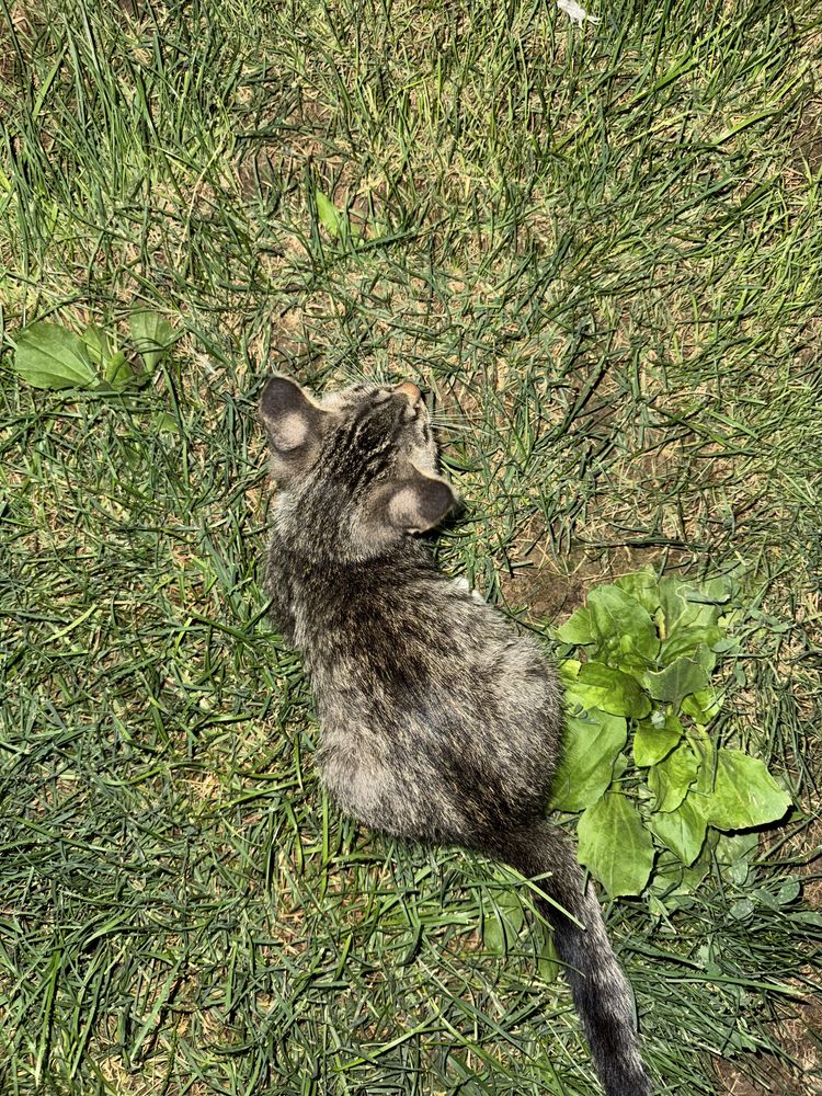 Котенок,отдам даром