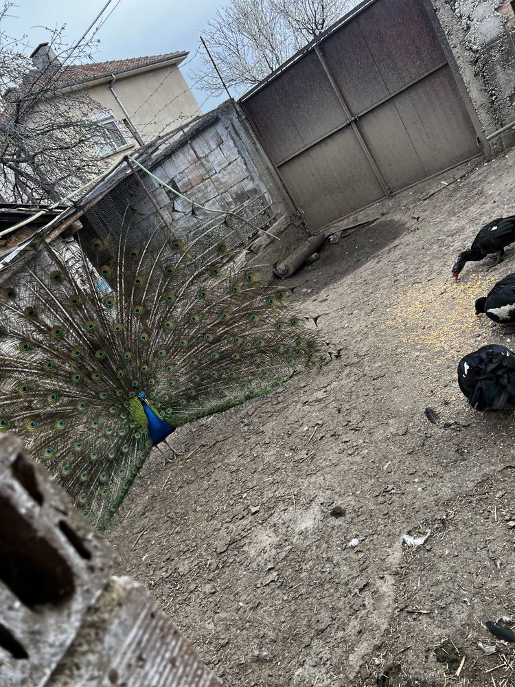 Патенца и Паун на 4 години