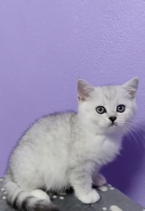 British chinchila silver