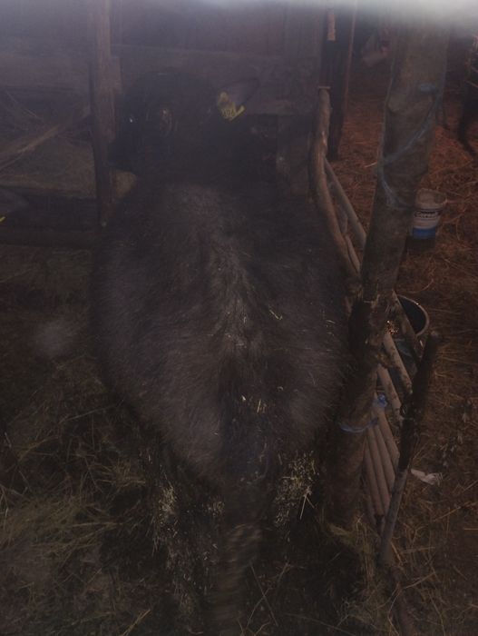 Vând vitei de bivol