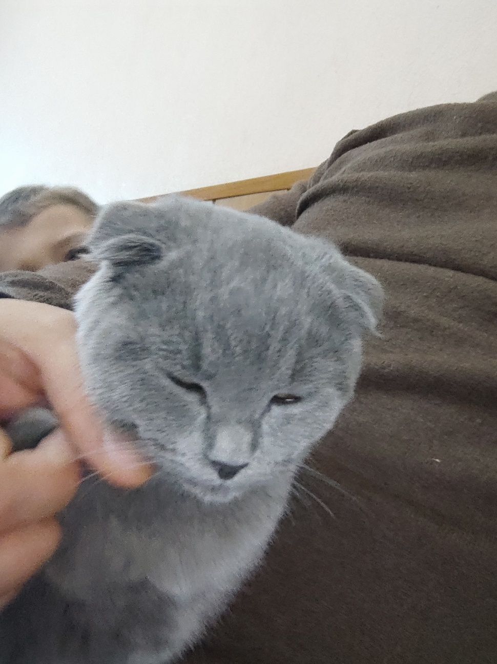 Продам котёнка вислоухий скотиш