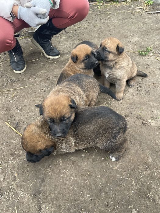 Продавам Немски и белгийски овчарки