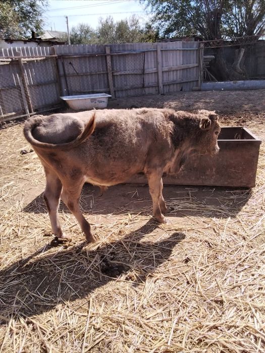 Бука сатылады!!!