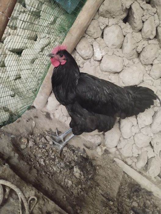 Jersiy gigantlar sotiladi 5 oylik