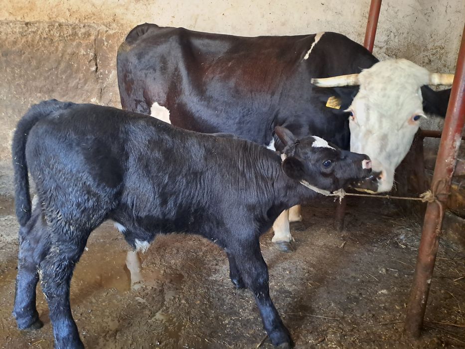 Vând vaca cu vițel