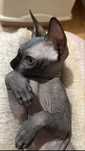 Pisici sphynx sfinx fara par