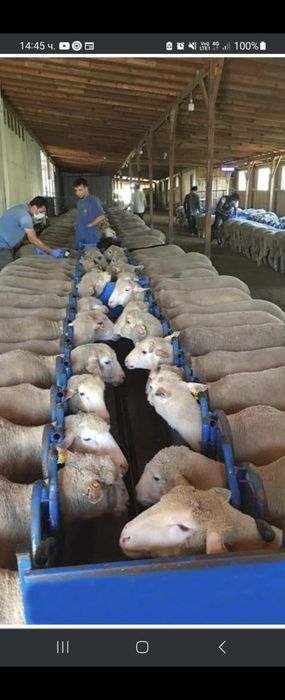 Капани за овце и кози за 20 броя животни