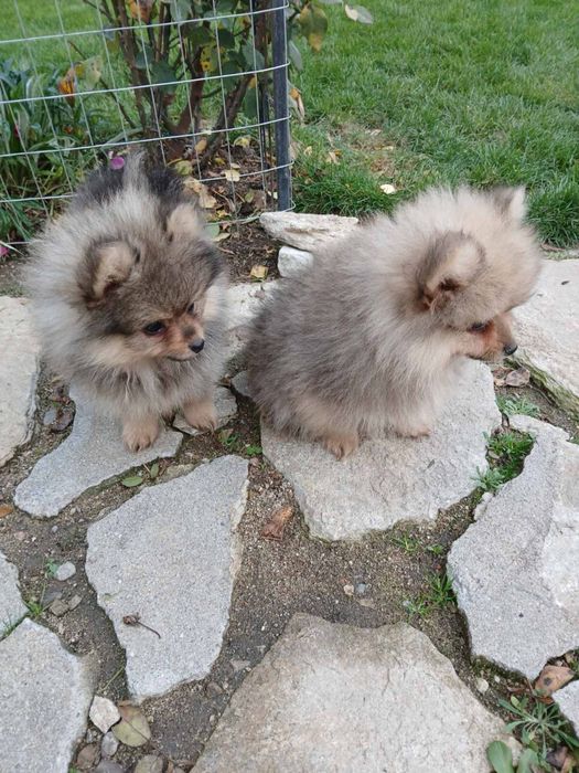 Мъжки Померанчета