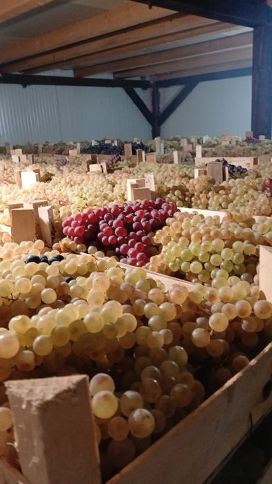 Ceasla, Striguri de masa, Camera frigorifica, Panciu, Vrancea, direct