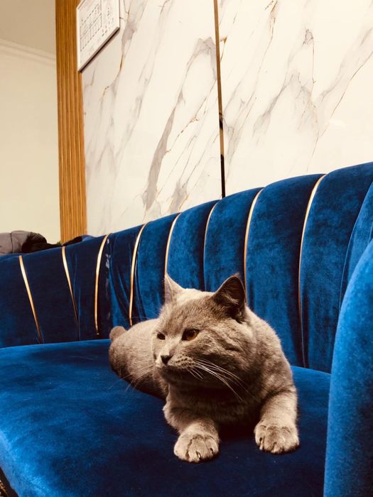 британская короткошерчная