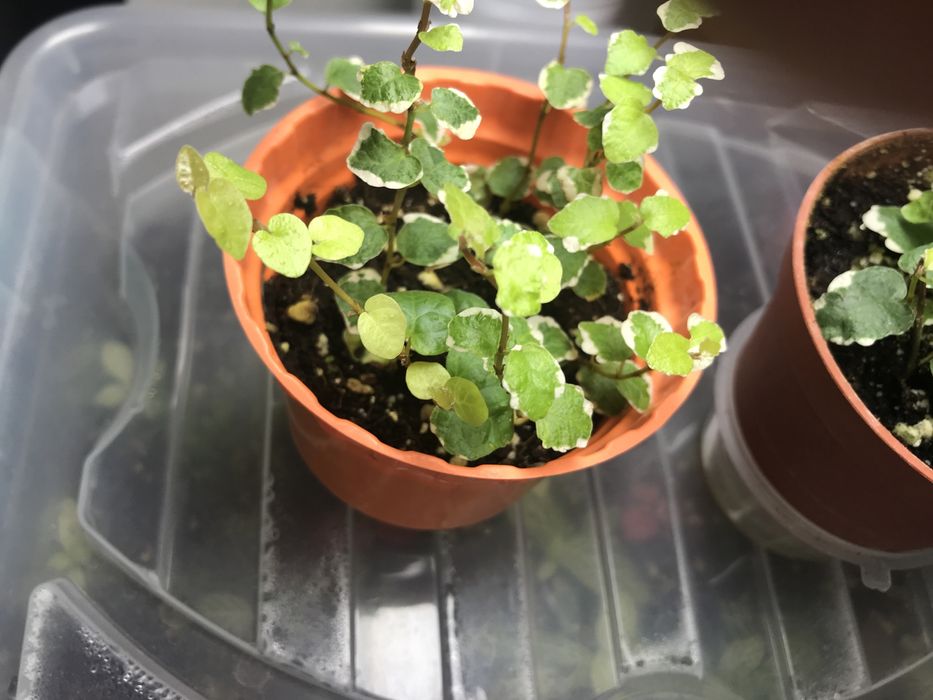 Продам фикус Пумила  !