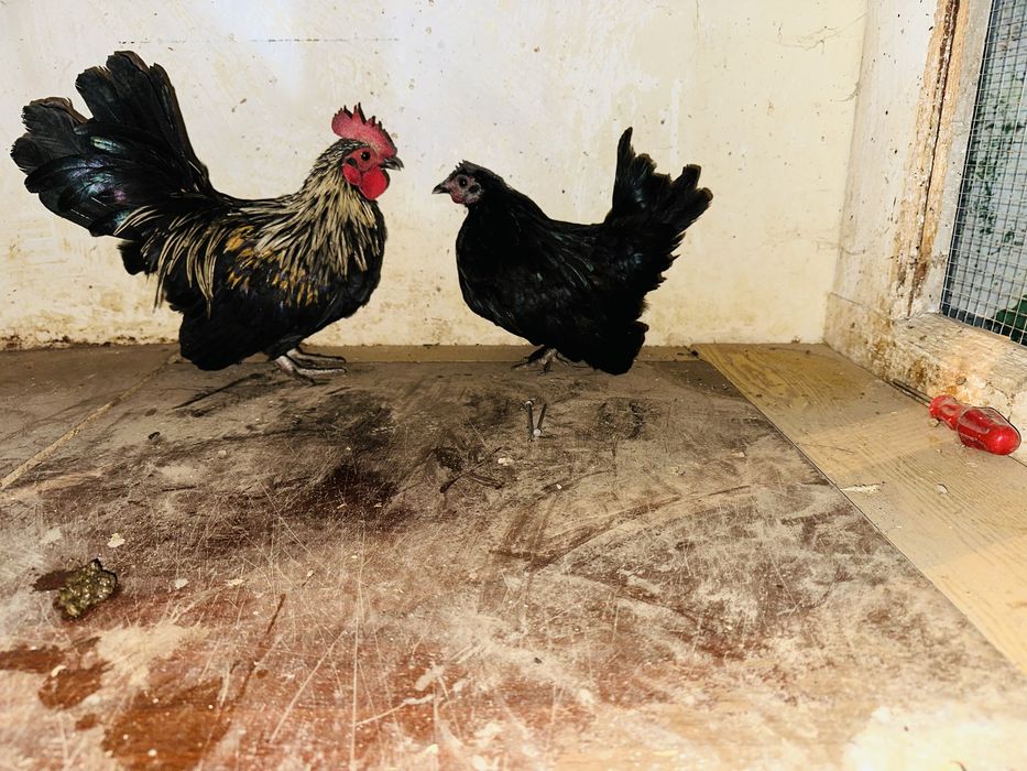 Декоративни кокошки