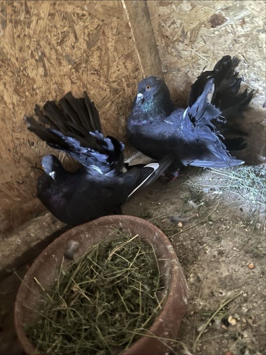 Porumbei dif rase la ofertă