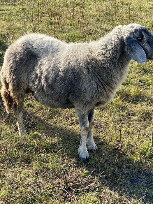 Vând 10-15 oi la alegere