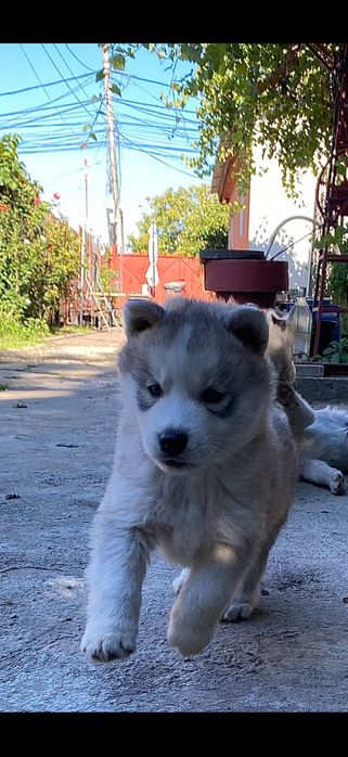 Pui husky siberian