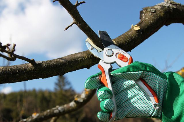 Обрезка деревьев,Көшет қырқу