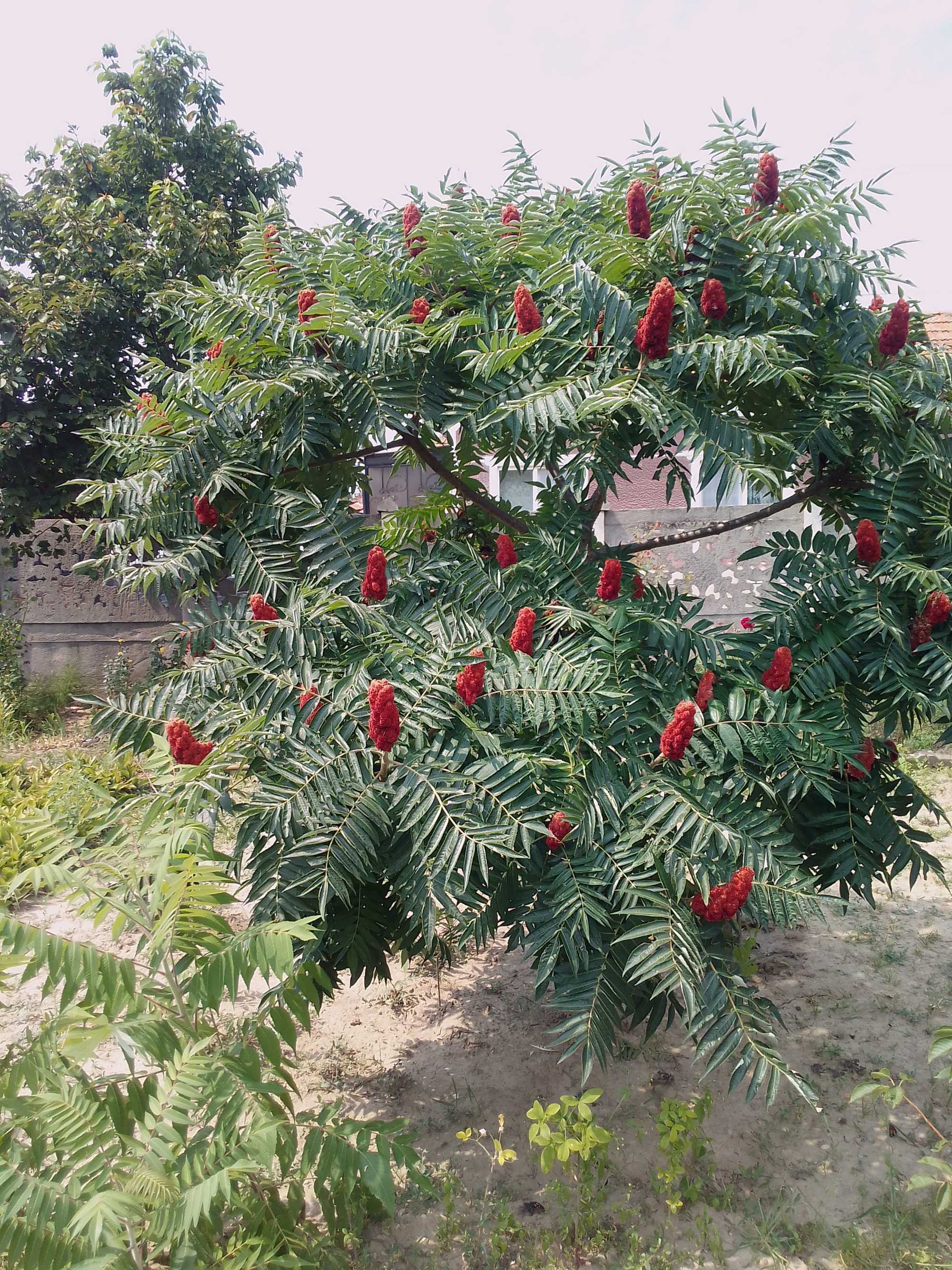 Puieti de Otetar rosu-Rhus Typhina