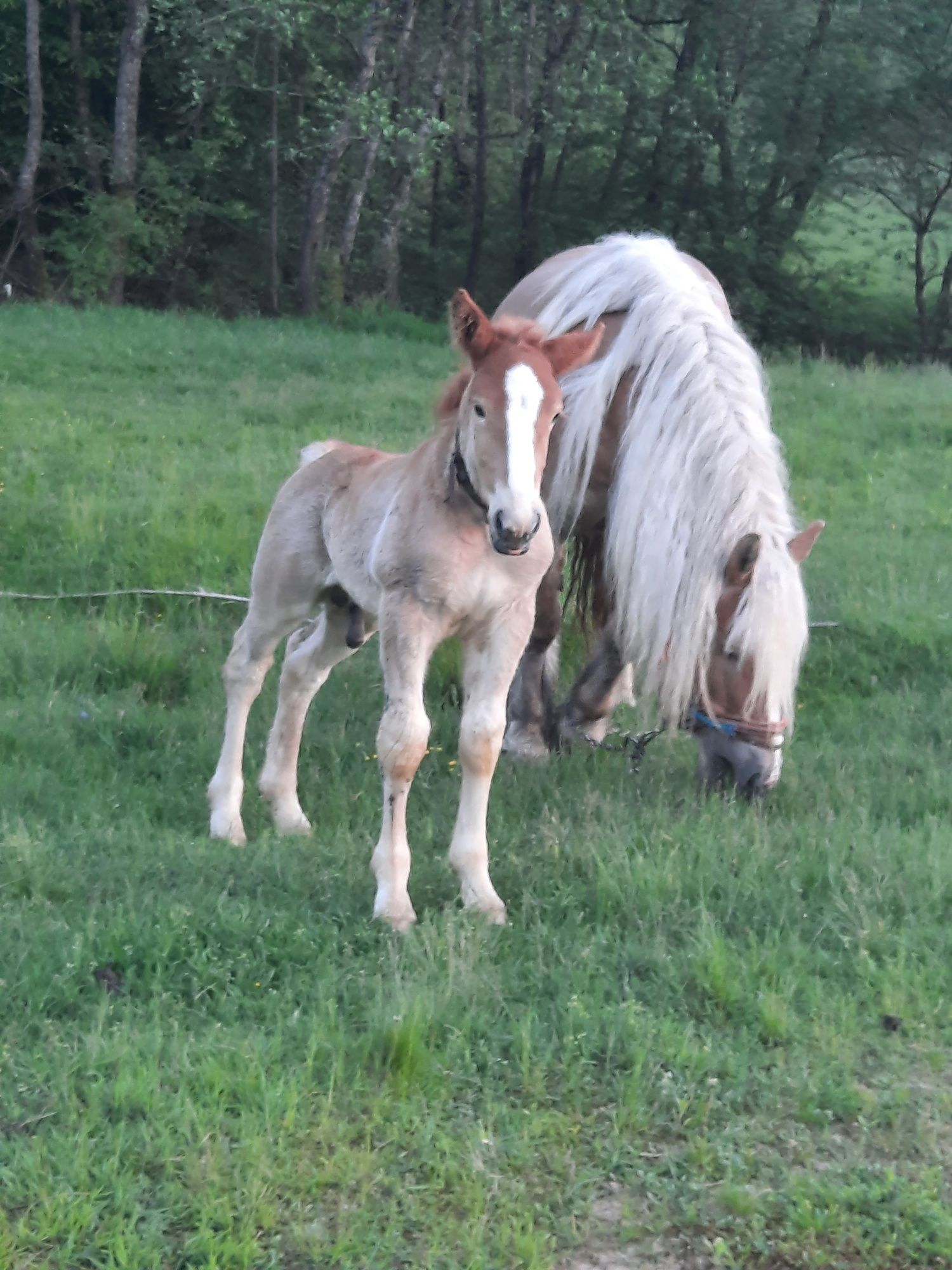 Armăsar de montă are 4 ani. Ma deplasez la domiciliu.