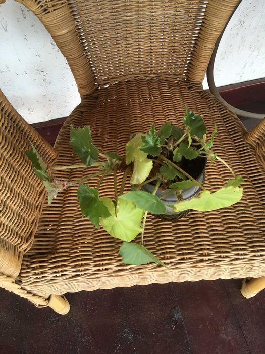 Plante naturale de interior (apartament/birou/hotel/scoala/gradinita)