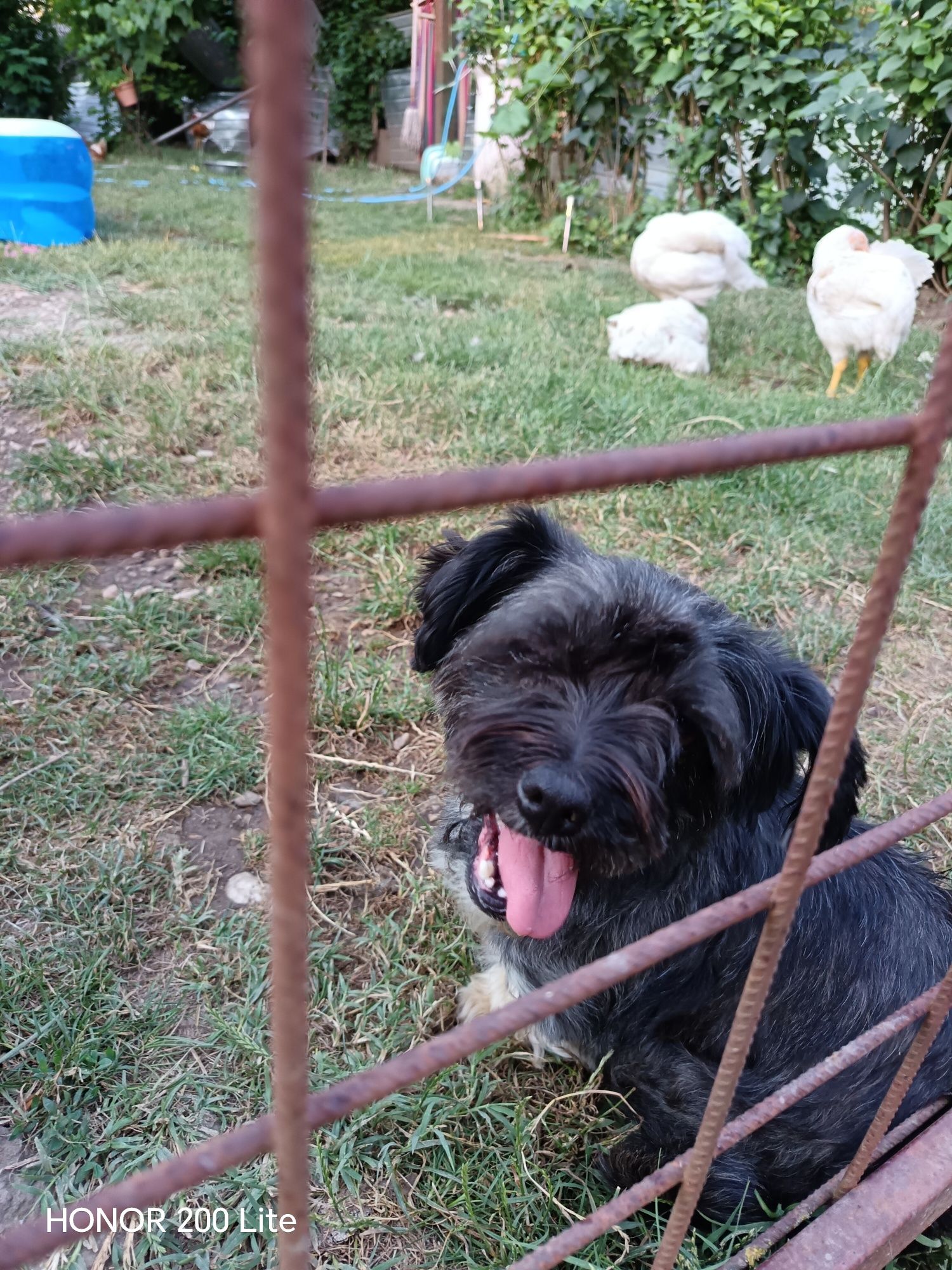 Donez Bichon talie mica