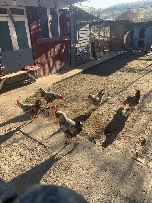 Vand cocosi si iepuri rasa mixta