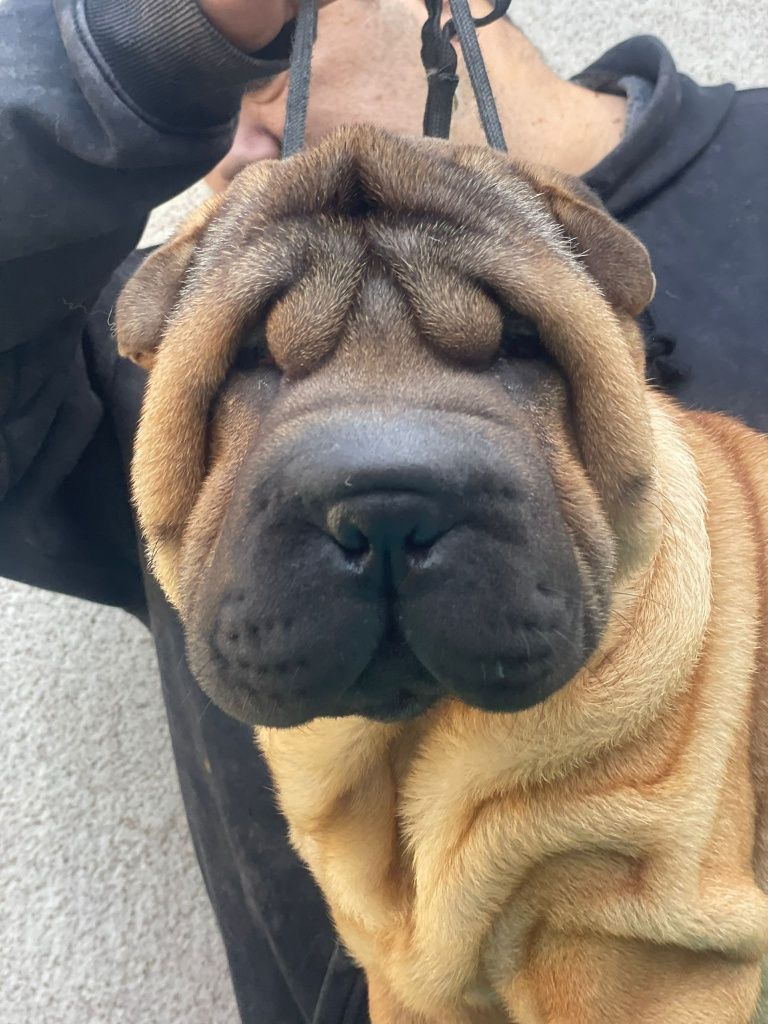 Shar Pei rasa pura 100%