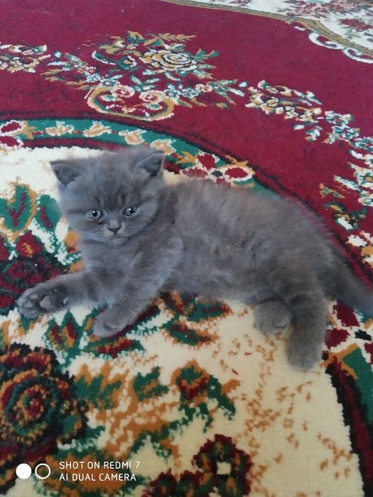 Продается котенок породы скоттиш-страйт.