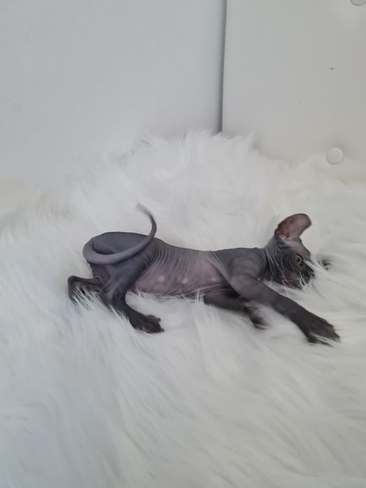 Pisicuta sphynx elf femela blue