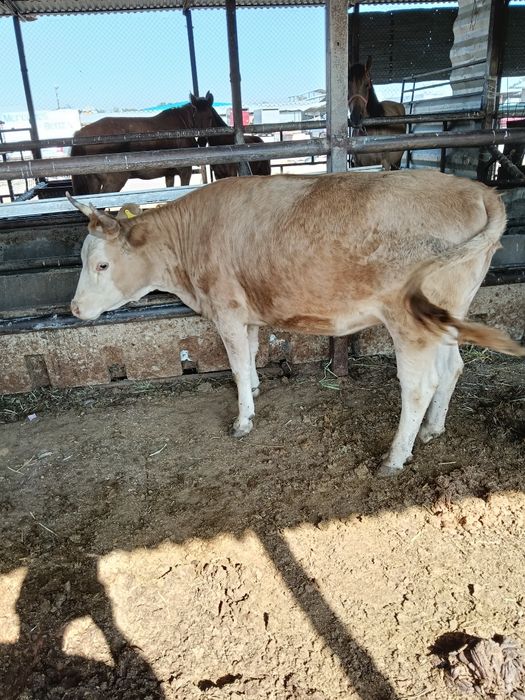 Кунажын дөнежін семіз