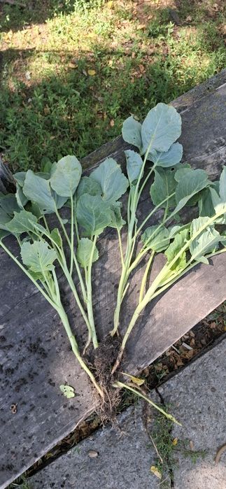 Răsad  varza  de  Buzau,  de vinzare.