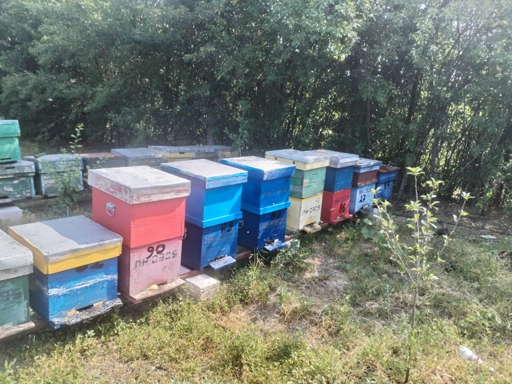 Vând stupi cu albine  și roiuri separat
