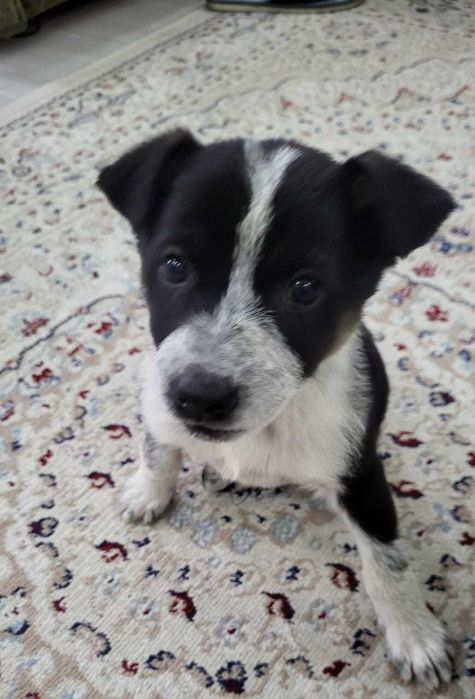 Щенки в хорошие руки