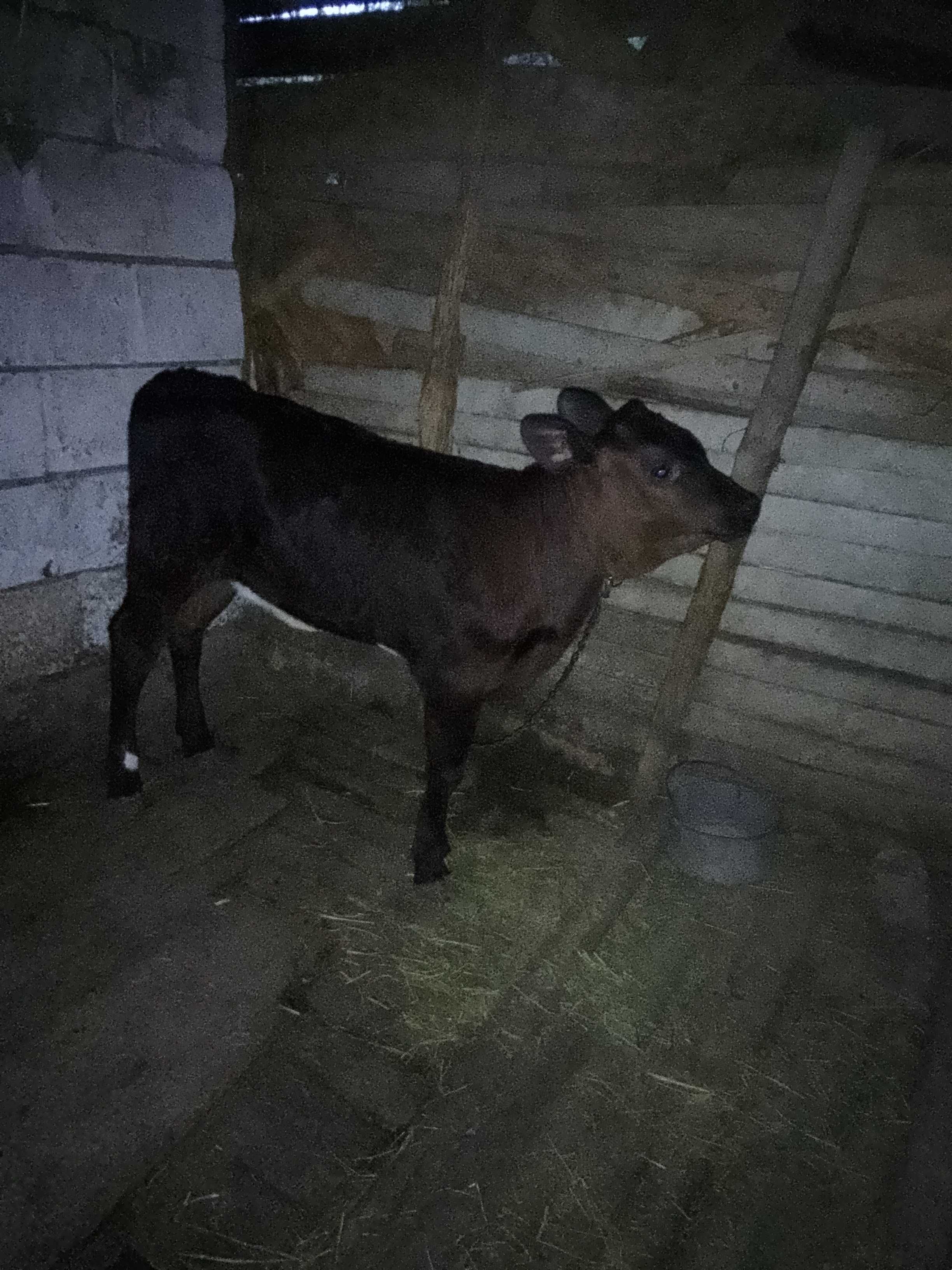 Vând vițea detalii in descriere