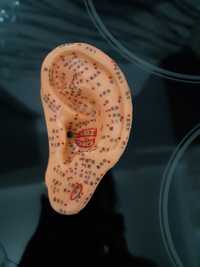Продам иглы для иглотерапии и манекен уха с точками...