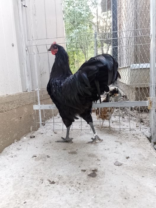 Cocosi australorp