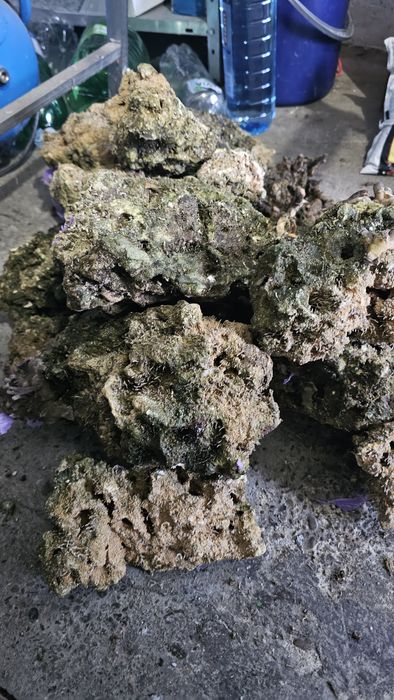 Piatra Acvariu Marin Reef Saver