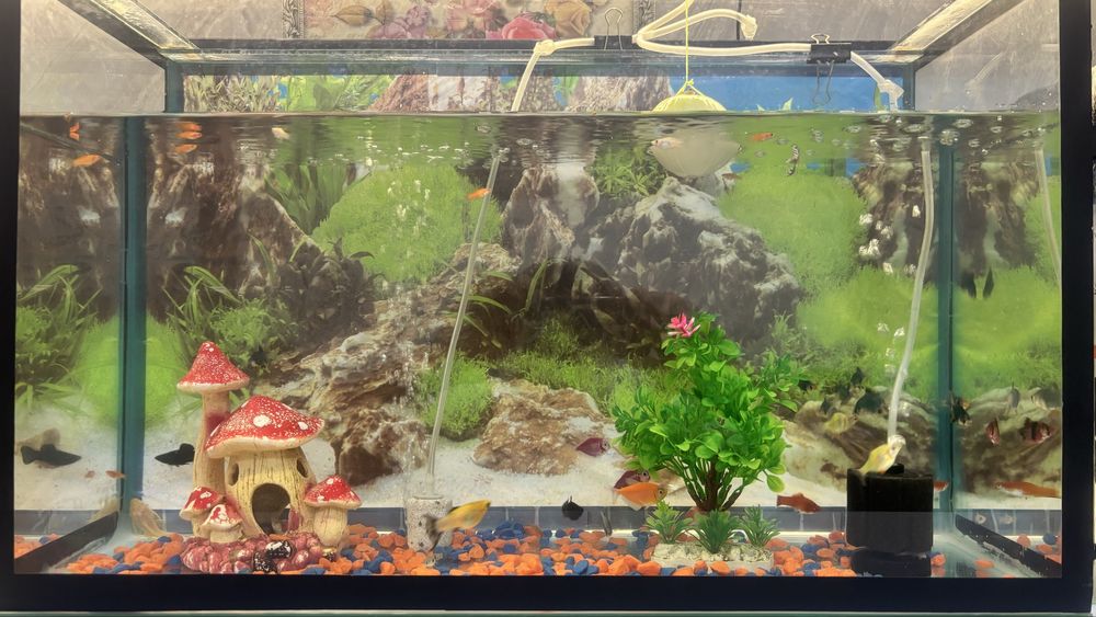 Продам аквариум 70л. с рыбками