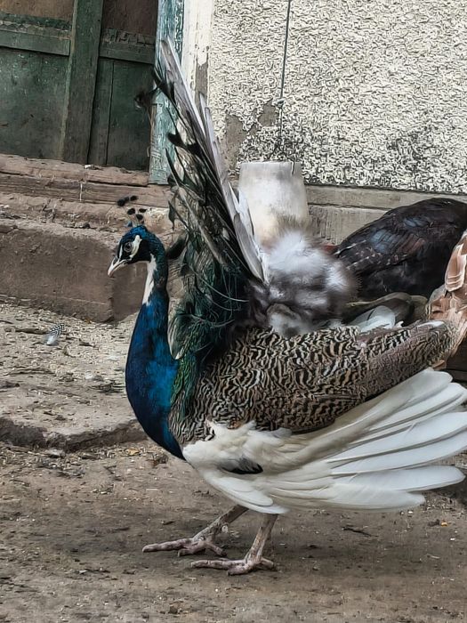 Disponibili puișori păuni 2025