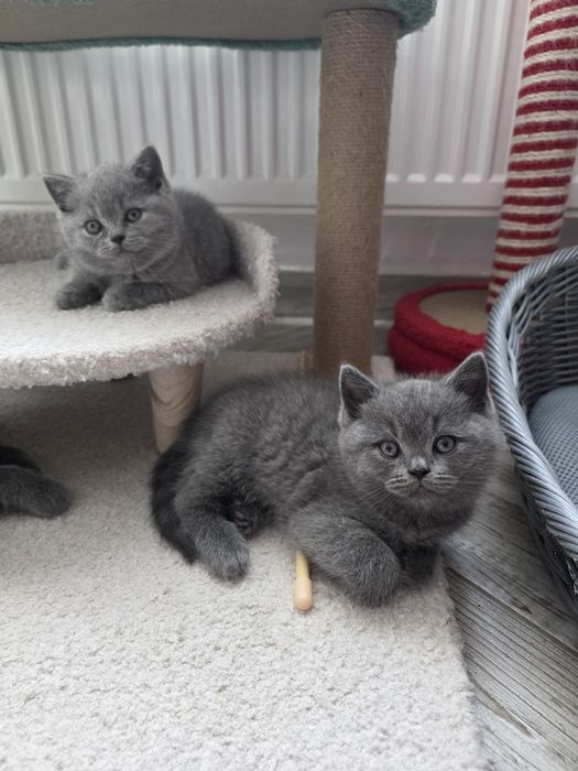 British shorthair rasă pură