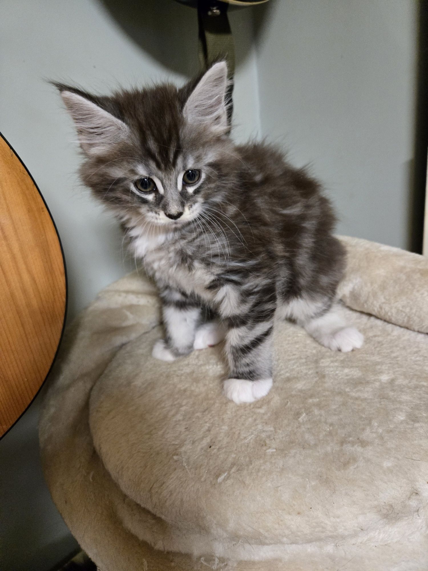 Мейн куун, Мейн кун, Maine Coon