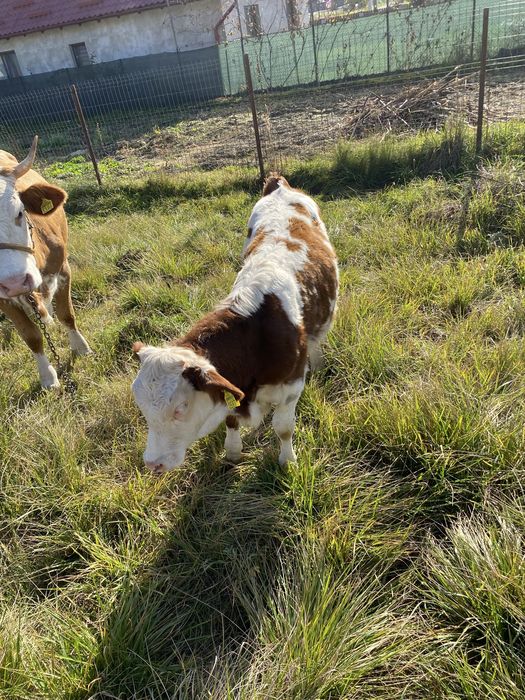 Vand 2 vaci cu vitei