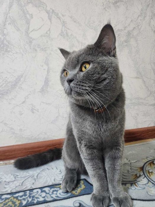 Британская КОШКА!