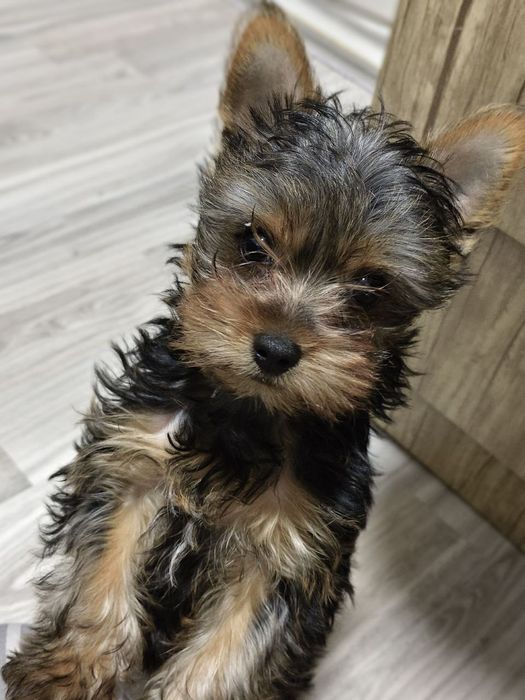 Йоркширский терьер готов к продаже